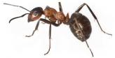 Mravce ierne